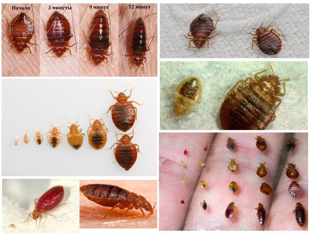 Proteksyon sa bedbug sa bahay