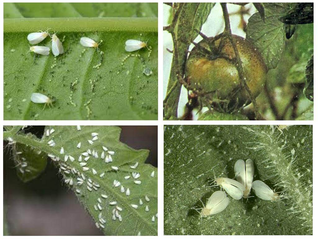 Mga pamamaraan ng pagkontrol sa whitefly sa mga kamatis sa isang greenhouse