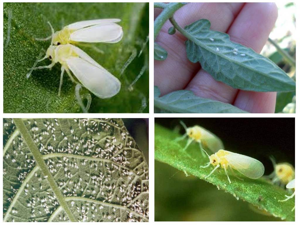 Paano haharapin ang mga whiteflies sa isang greenhouse