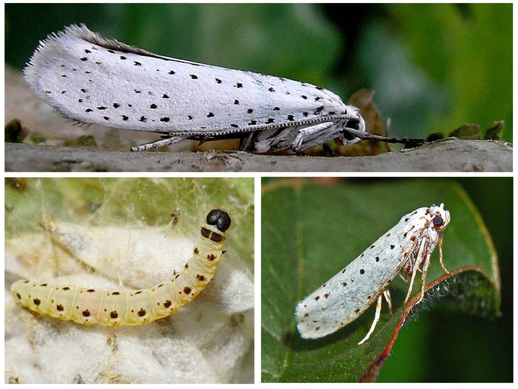 Apple moth - kung paano haharapin ito