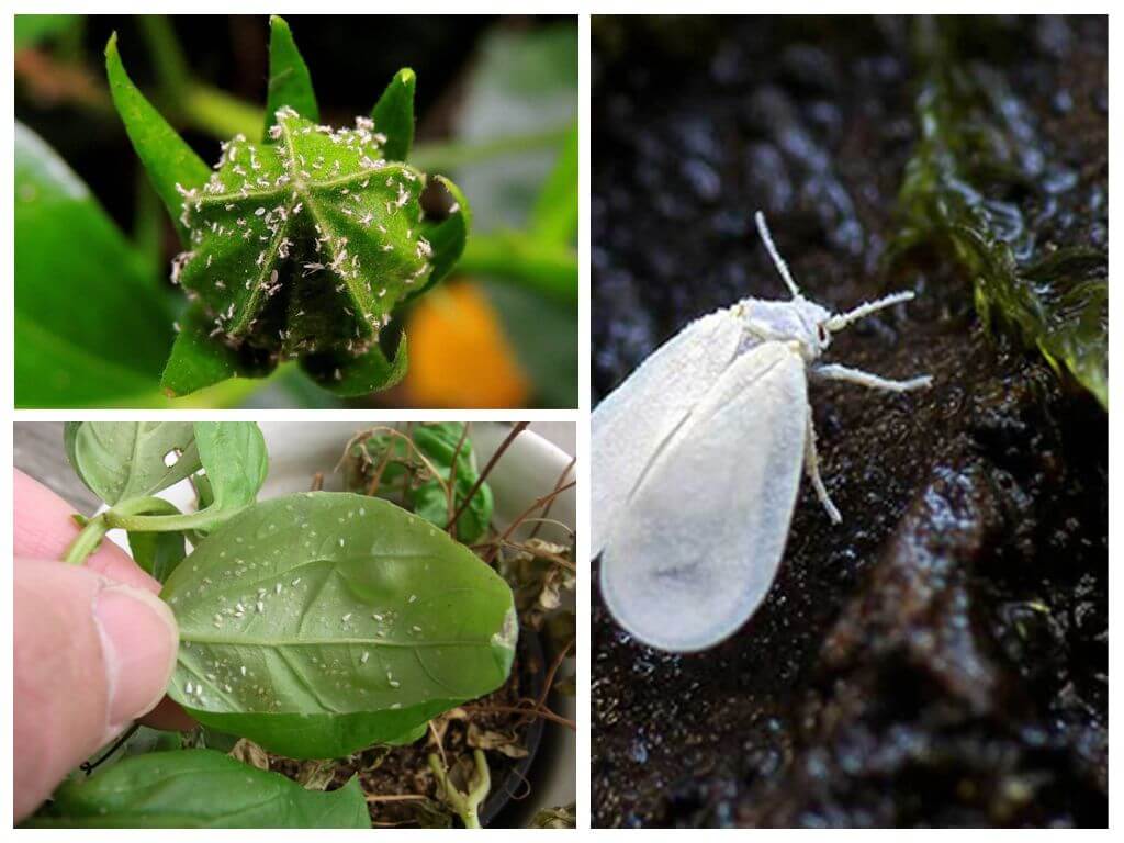 Paano mapupuksa ang mga whiteflies sa mga panloob na bulaklak