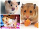 Hamster