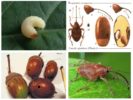 Acorn Weevil-1