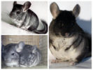 Chinchillas