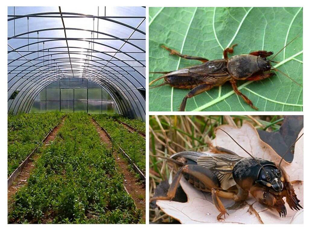 Labanan ang oso sa greenhouse