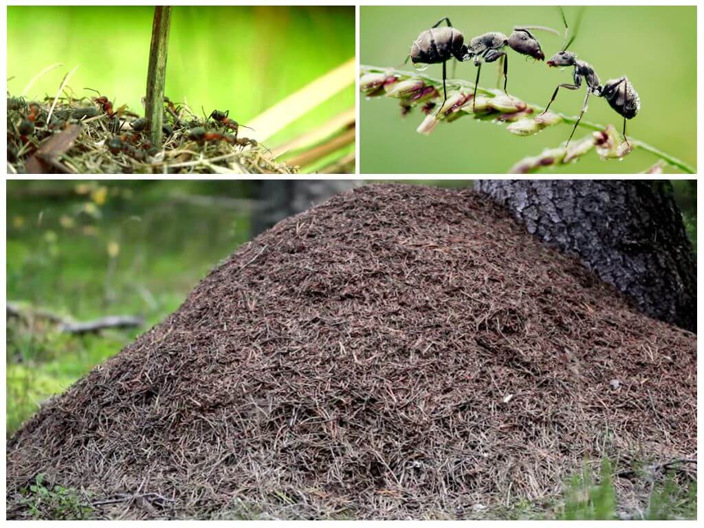 Aling bahagi ng puno ang itatayo ng mga ants