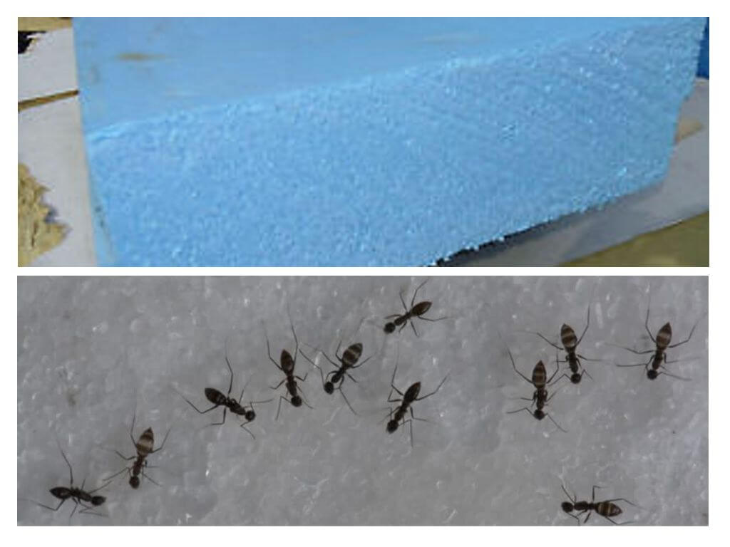 Mga ants, foam at polystyrene