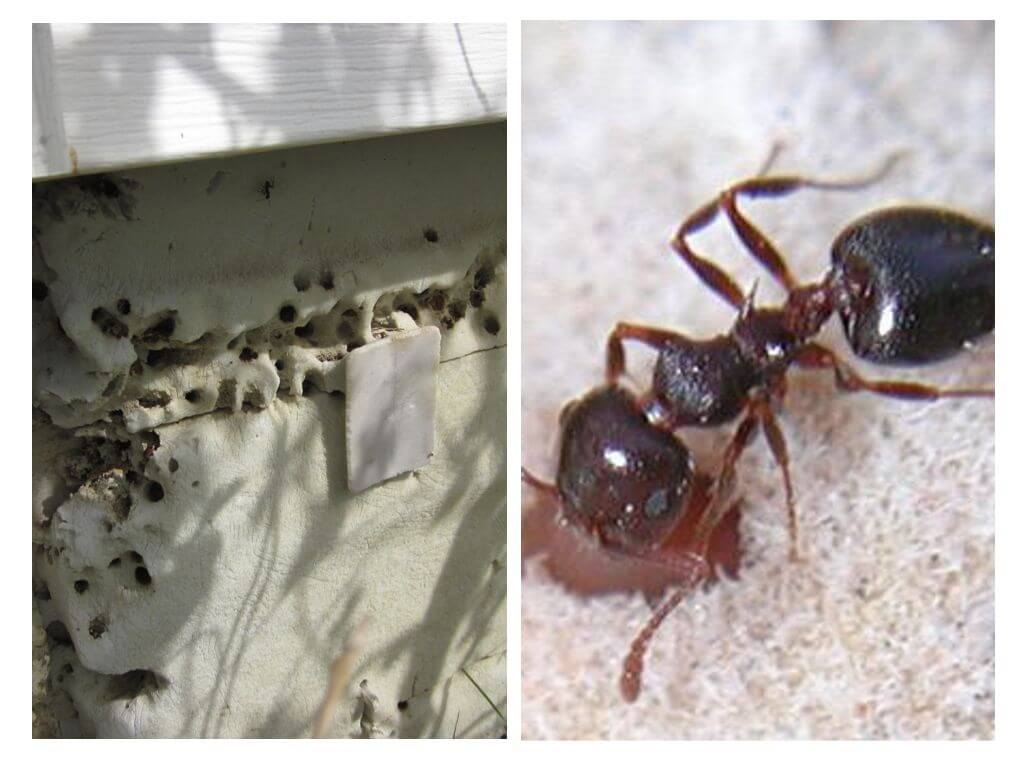 Ang mga ants ay naninirahan sa isang pampainit