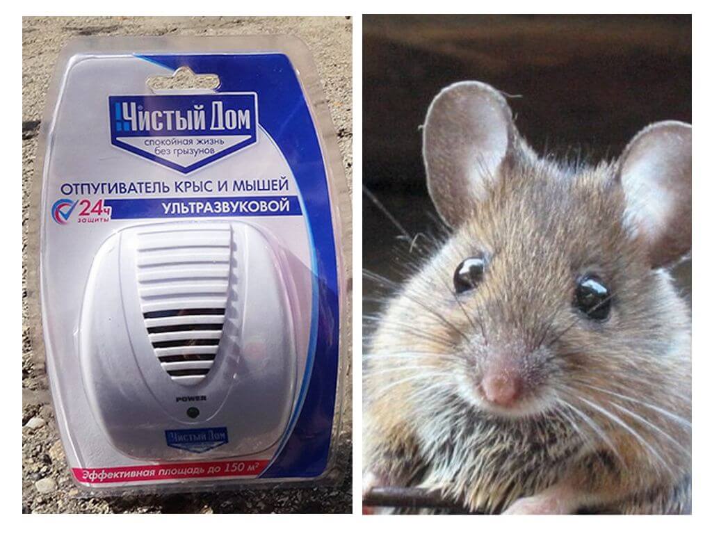 Ang Ultrasonic daga at mouse repeller na Malinis na Bahay