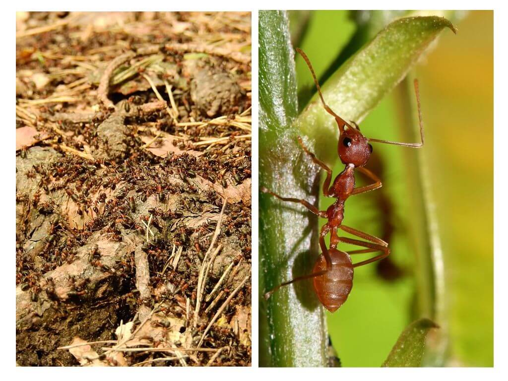 Bakit kapaki-pakinabang ang mga ants?