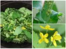 Celandine chống rệp