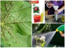 Sử dụng hóa chất Aphid