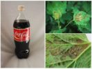 Coca-Cola trong cuộc chiến chống rệp