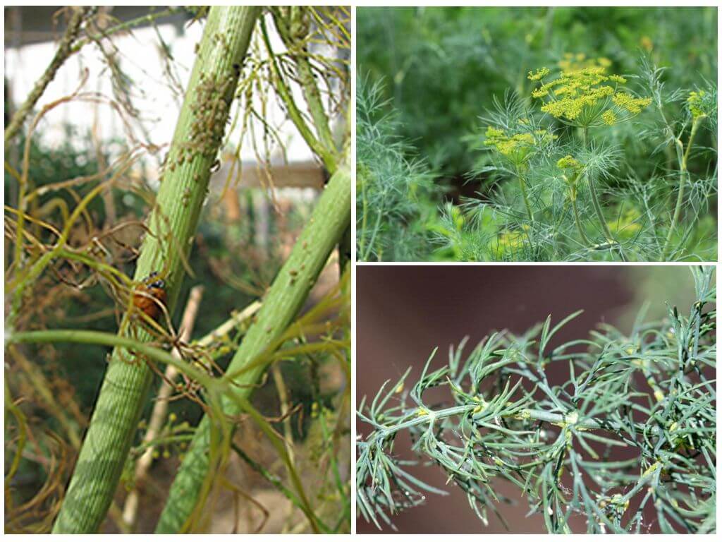 Paano at kung paano mapupuksa ang aphids sa dill