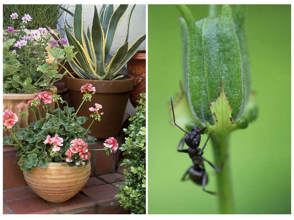 Paano makukuha ang mga ants sa isang palayok ng bulaklak