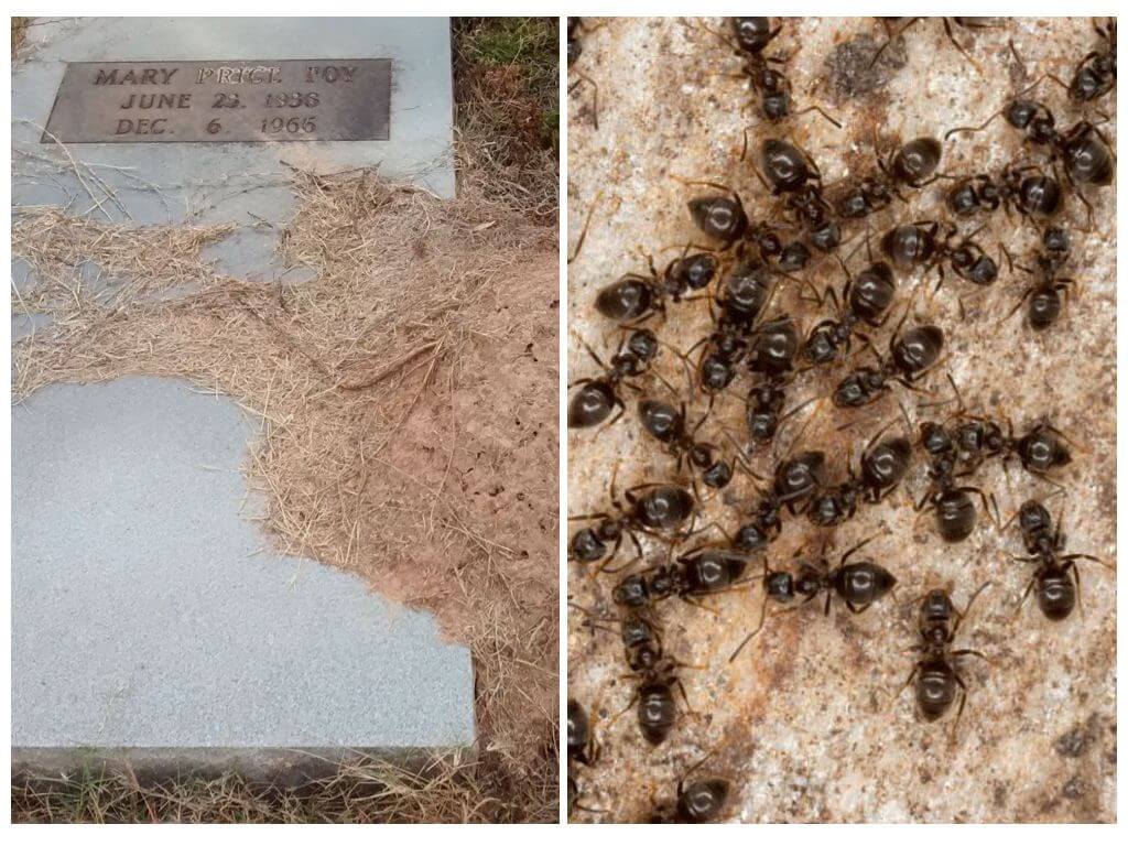 Paano mapupuksa ang mga ants sa isang libingan