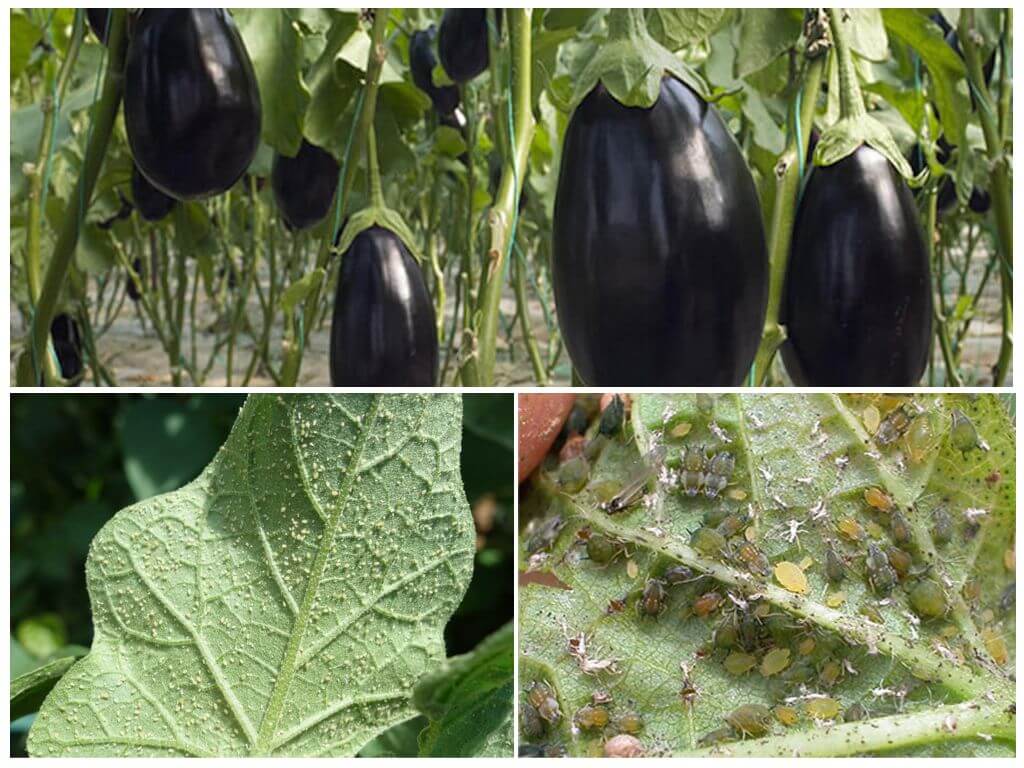 Paano haharapin ang mga aphids ng talong sa bahay