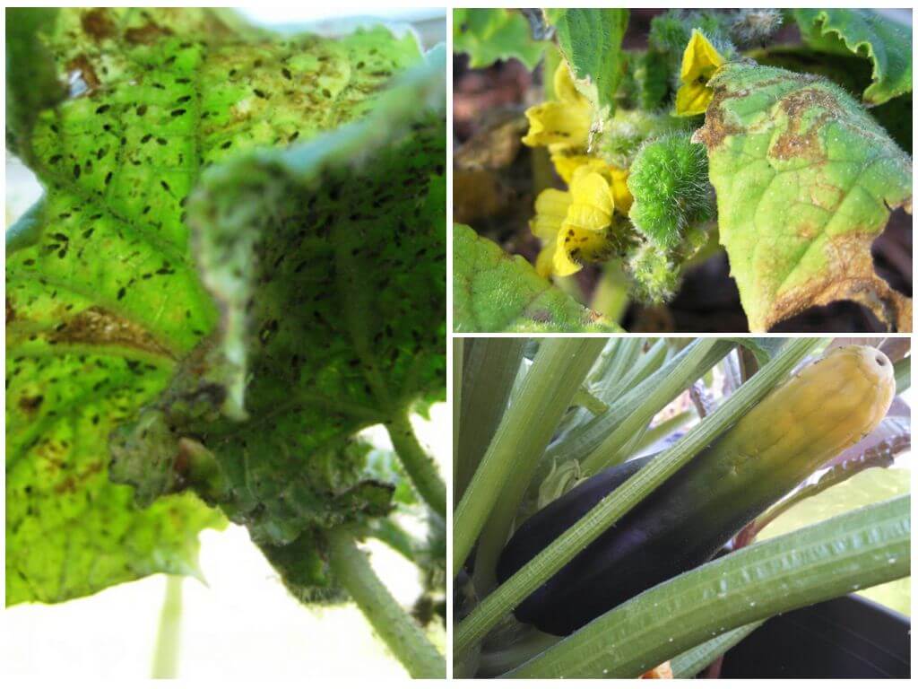 Paano mapupuksa ang aphids sa zucchini