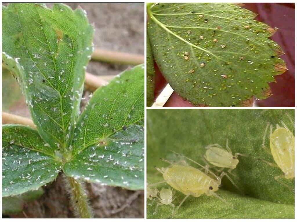 Mga Paraan ng Strawberry Aphid Control