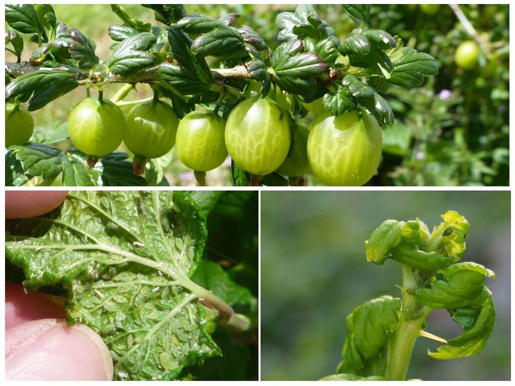 Paano mapupuksa ang aphids sa mga gooseberry