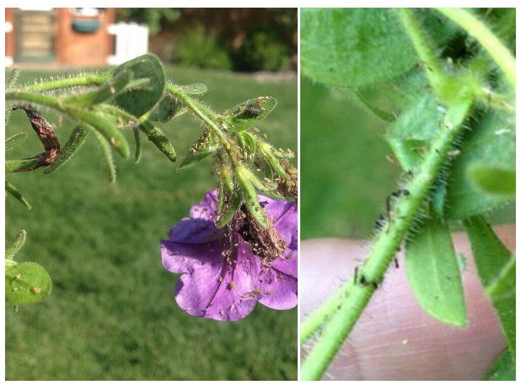 Paano haharapin ang aphids sa petunias folk at store tool