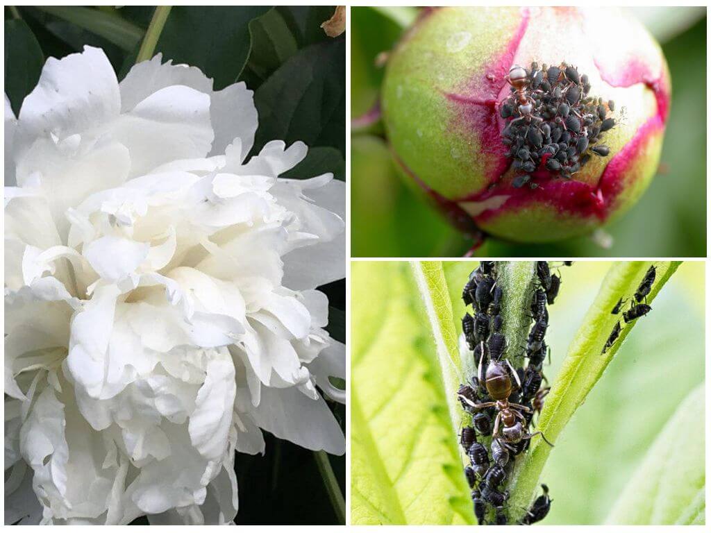 Paano mapupuksa ang aphids sa peonies