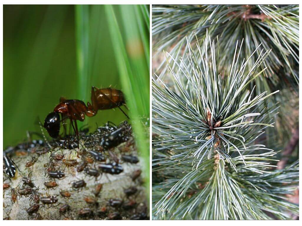 Aphids sa puno at kung paano haharapin ito