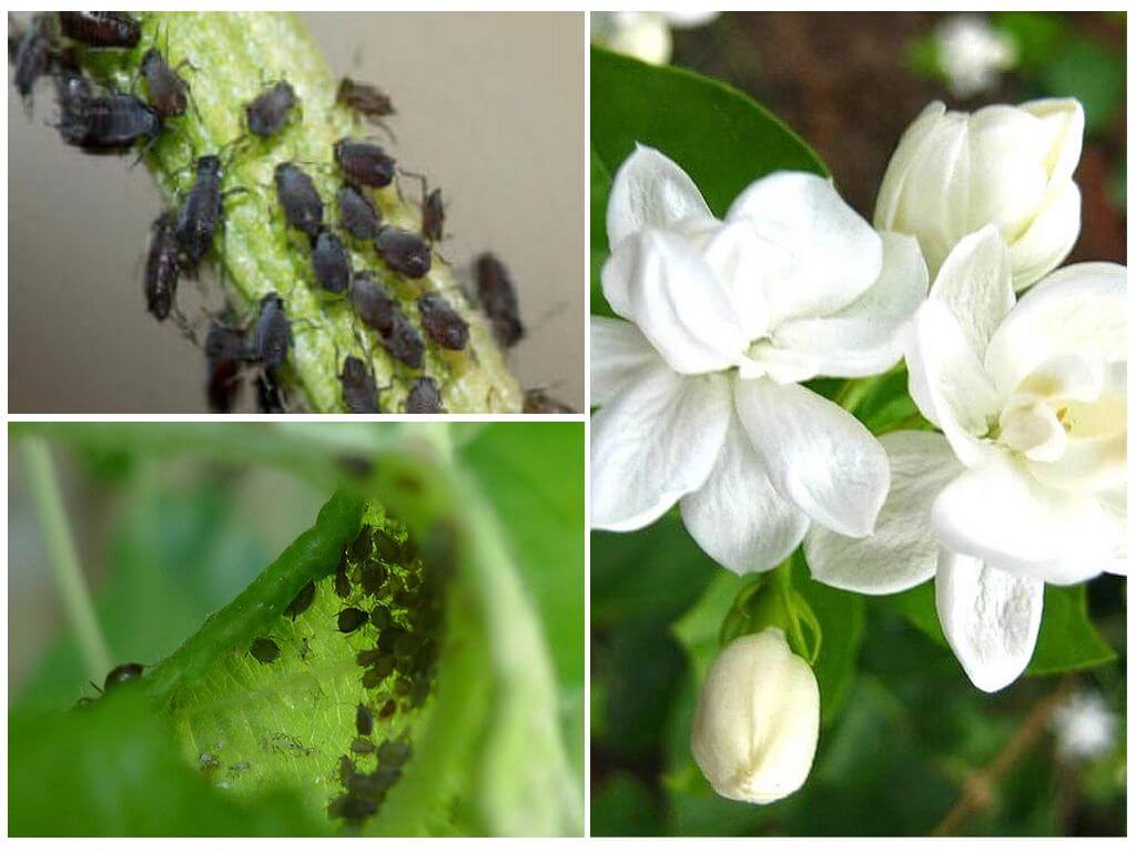 Paano mapupuksa ang aphids sa jasmine