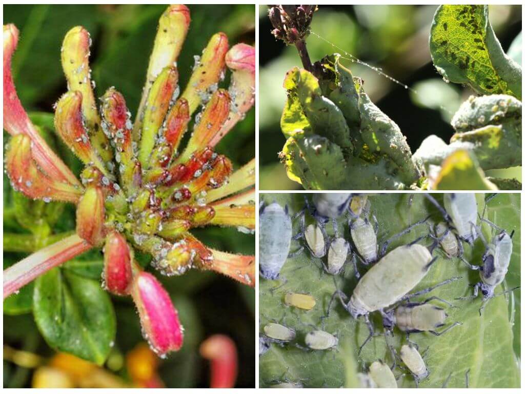 Paano haharapin ang aphids sa mga honeysuckle folk at store tool