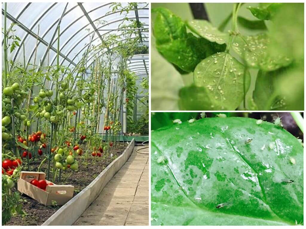 Paano makitungo sa aphids sa isang greenhouse