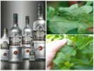 Vodka trong cuộc chiến chống rệp