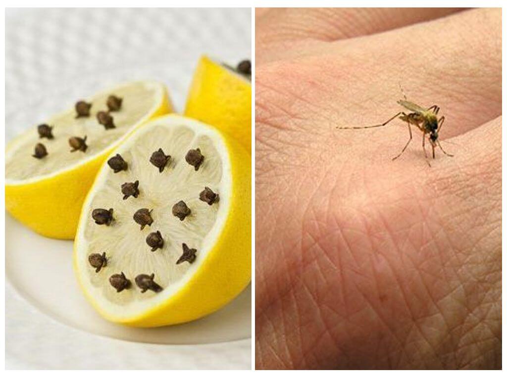 Ang lamok na clove ng lemon para sa mga bata at matatanda