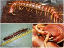 Riesiger Scolopendra