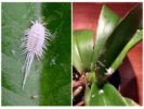 Mealybug auf Orchideen