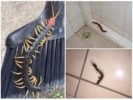 Scolopendra im Haus