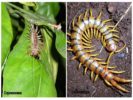 Hundertfüßer und Scolopendra