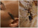 Earwig