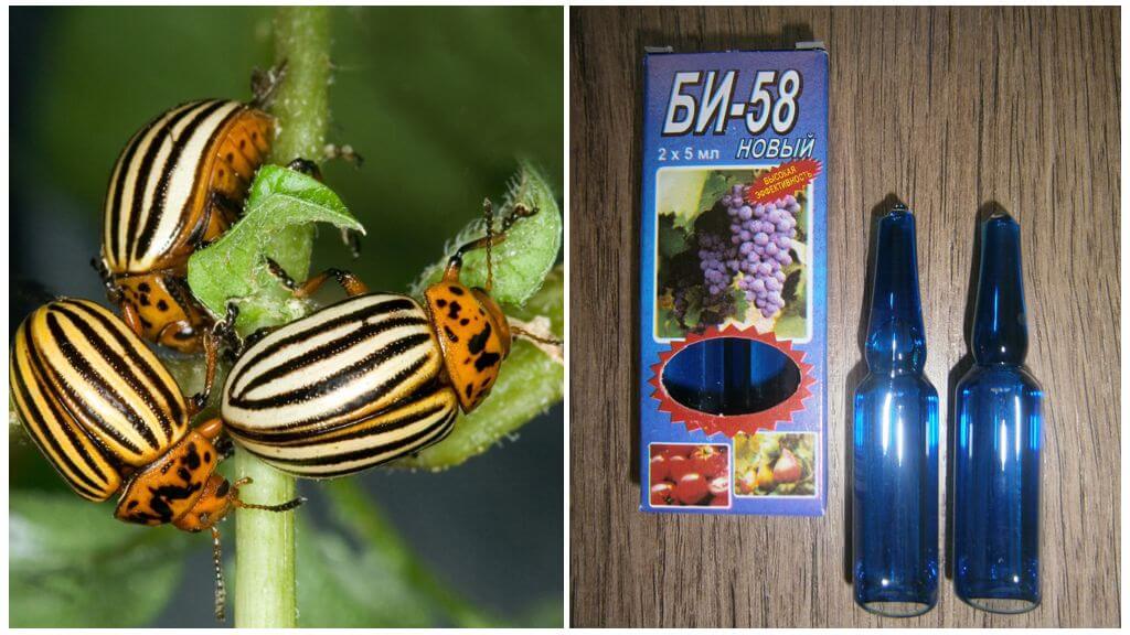 Natanggal ang Bi 58 laban sa Colorado potato beetle