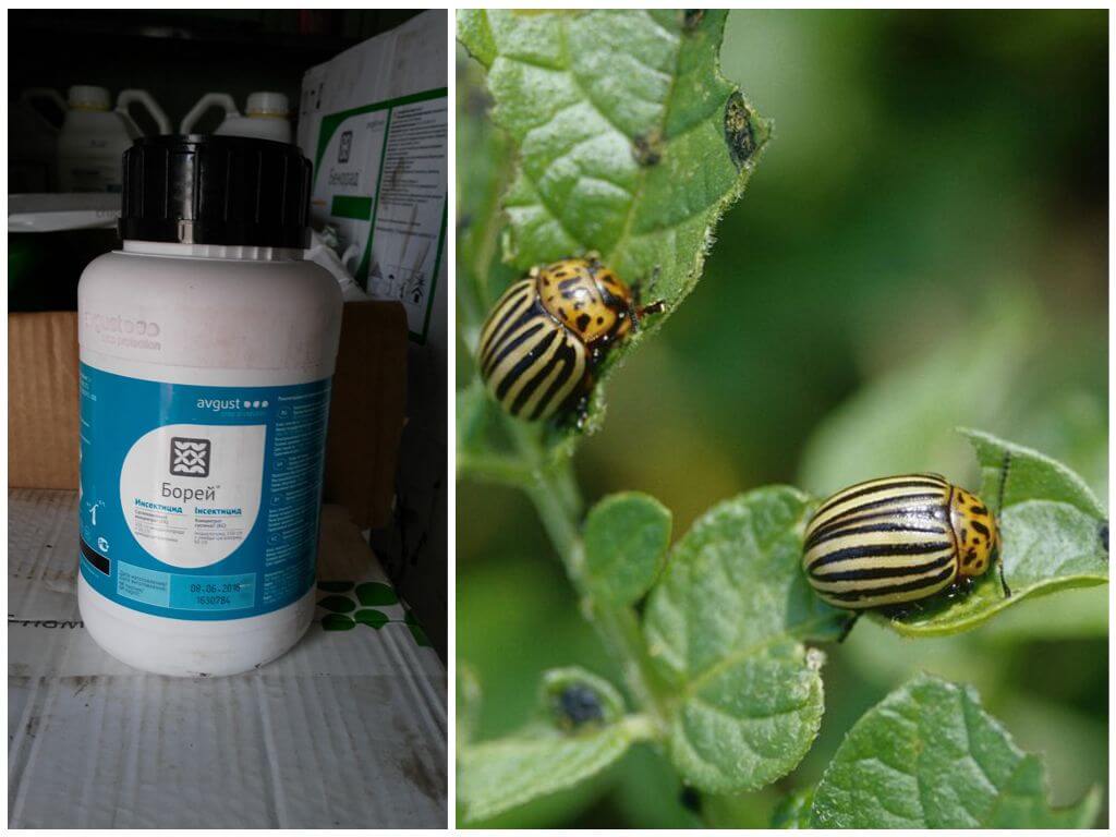 Nakalimutan para sa Colorado potato beetle Borea