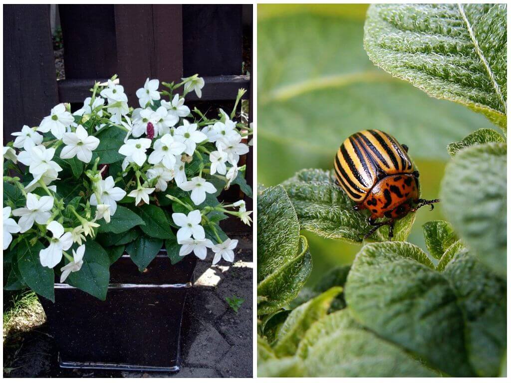 Matamis na tabako vs Colorado potato beetle