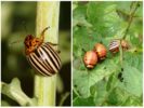 Colorado potato beetle