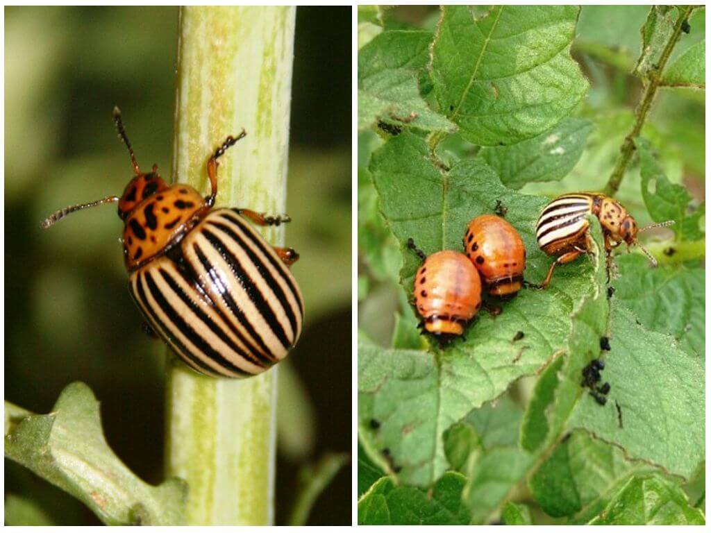 Paano at kailan lumitaw ang Colorado potato beetle sa Russia