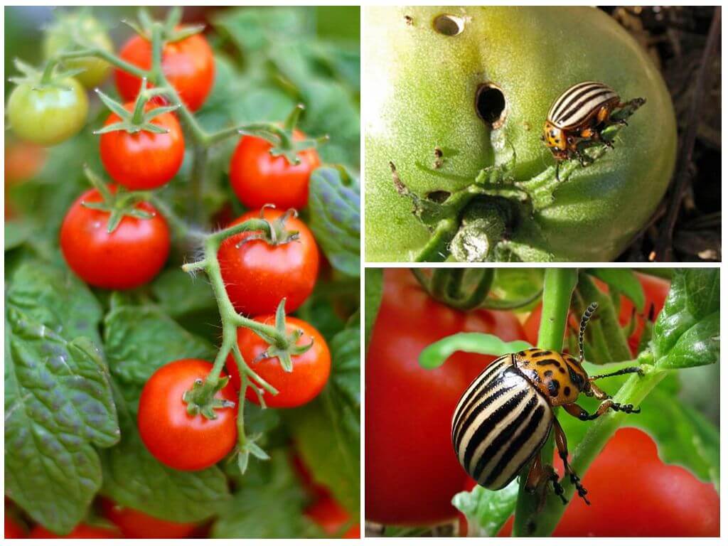 Paano iproseso ang mga kamatis mula sa Colorado potato beetle