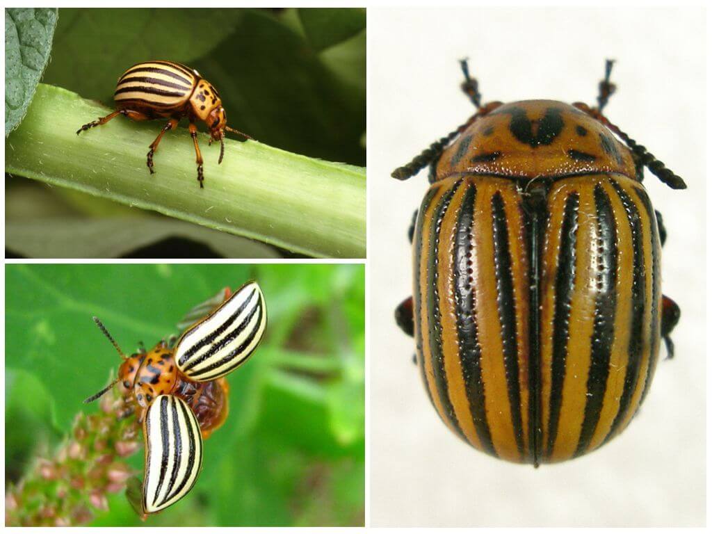 Ano ang hitsura ng Colorado potato beetle, ang larawan at pamumuhay nito