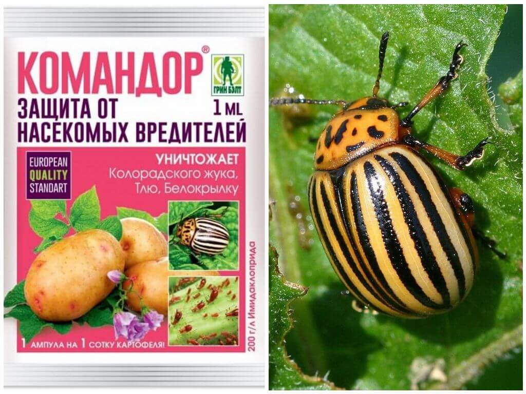 Nangangahulugan Commander mula sa Colorado potato beetle