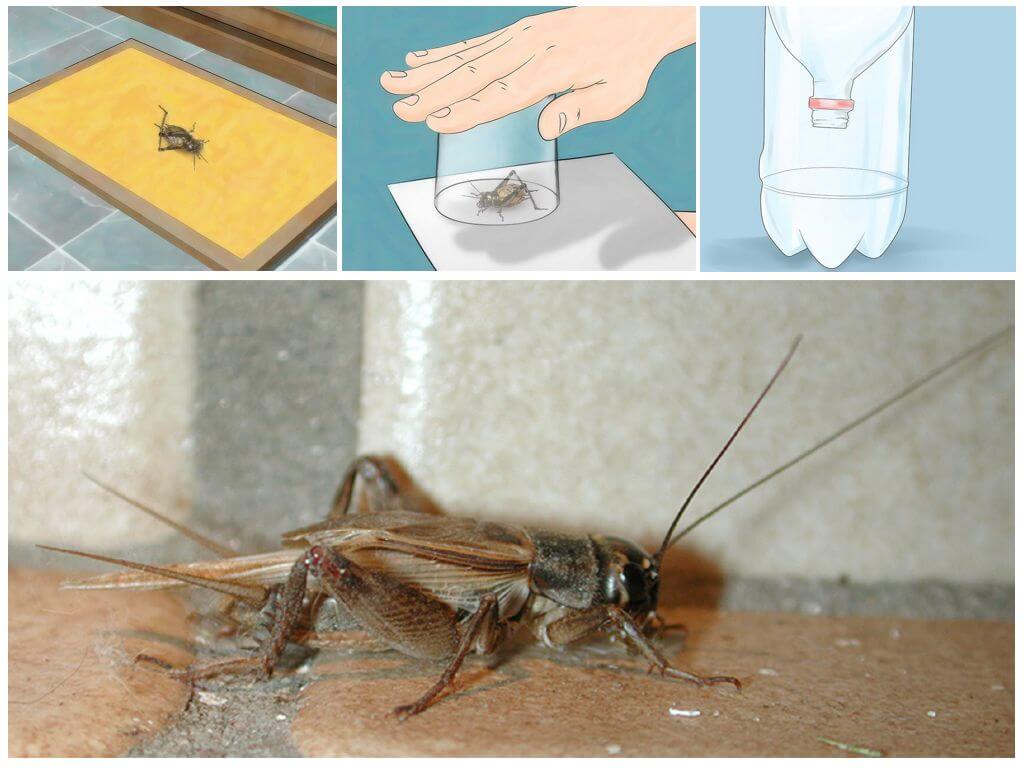 Paano makalabas ng mga crickets sa isang apartment o bahay