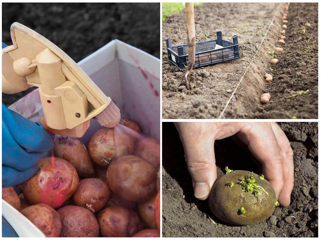 Paano iproseso ang patatas mula sa Colorado potato beetle at wireworm bago itanim