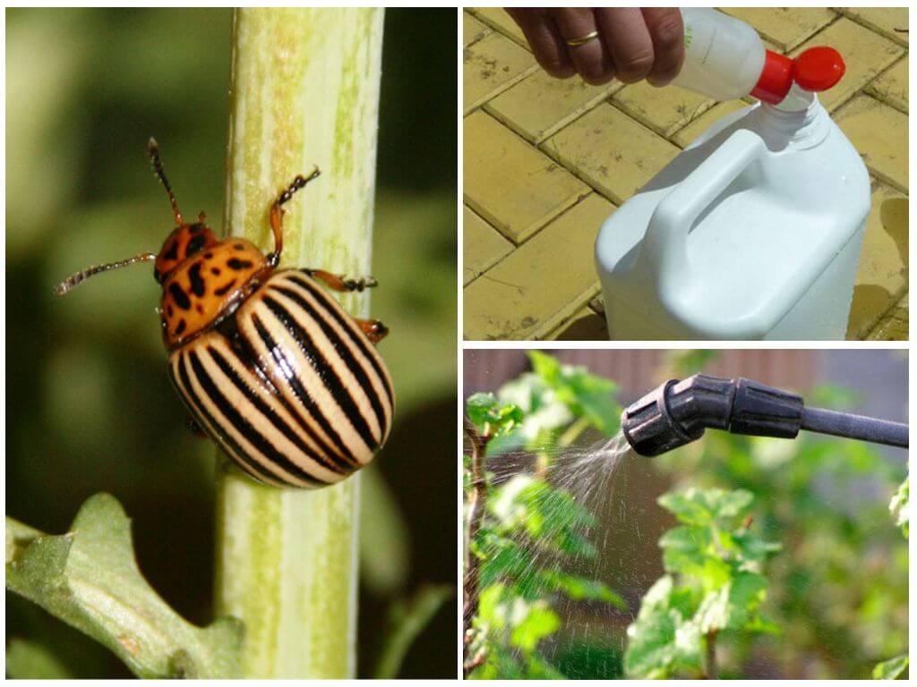 Ang pinakamahusay na gamot para sa Colorado potato beetle