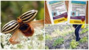 Regent mula sa Colorado potato beetle