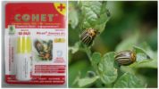 Sonnet mula sa Colorado potato beetle